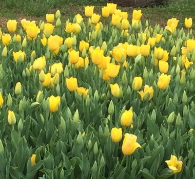 Bulk Golden Oxford Tulip Bulbs - Tulipa Triumph (Aprox. 40 lbs./ 450 Bulbs)